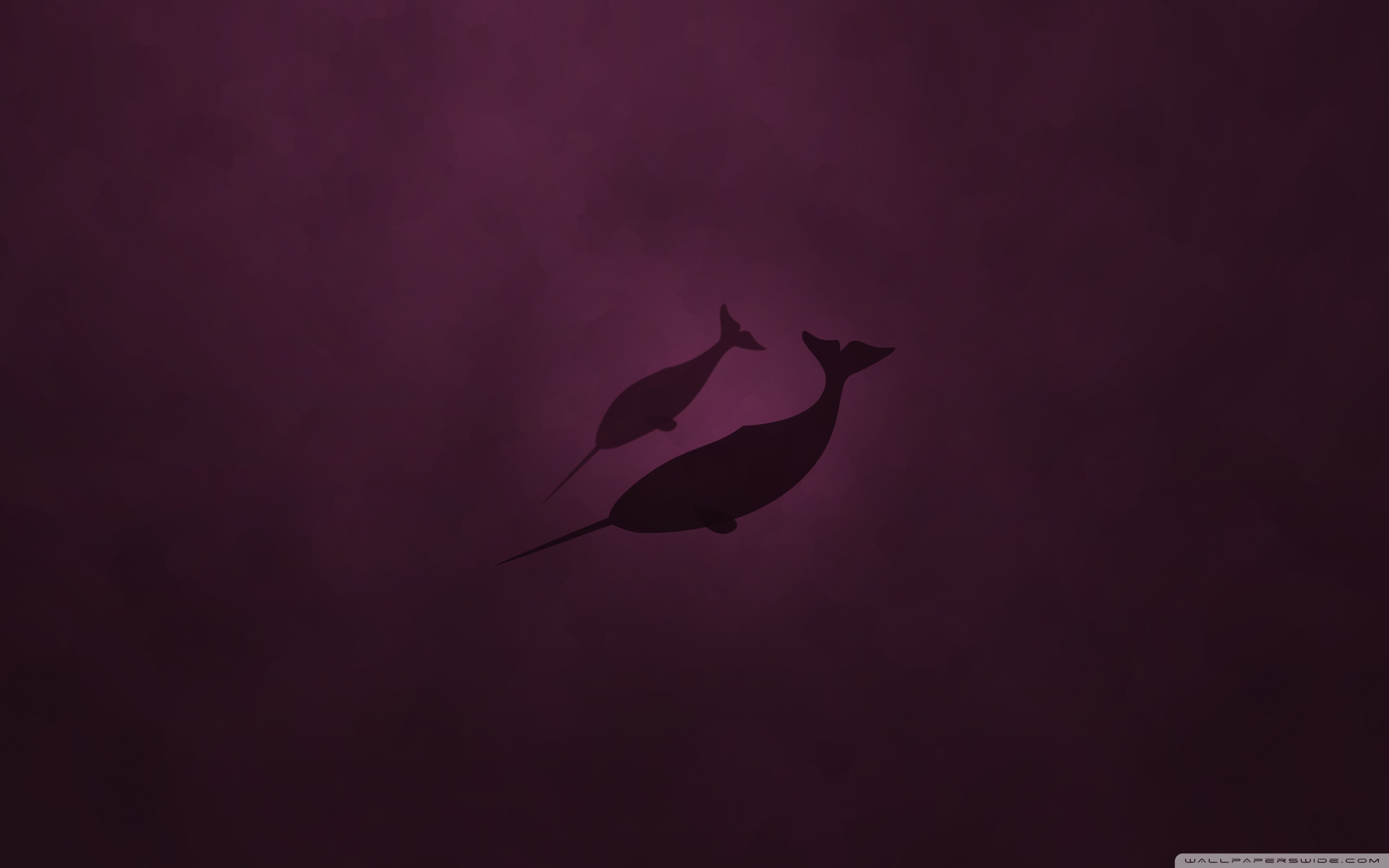HD wallpaper narwhal  Wallpaper Flare