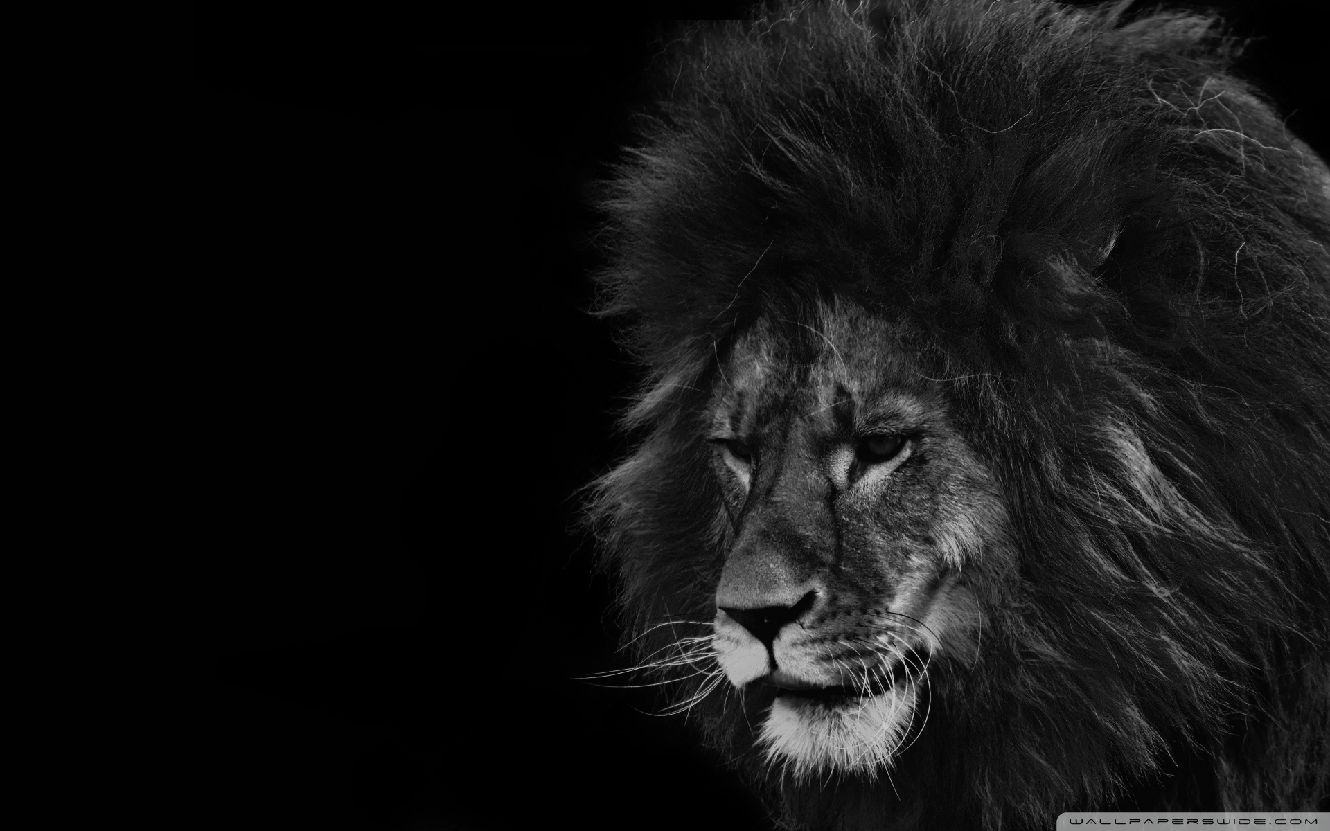 Lion Black and White Ultra HD Desktop Background Wallpaper for ...