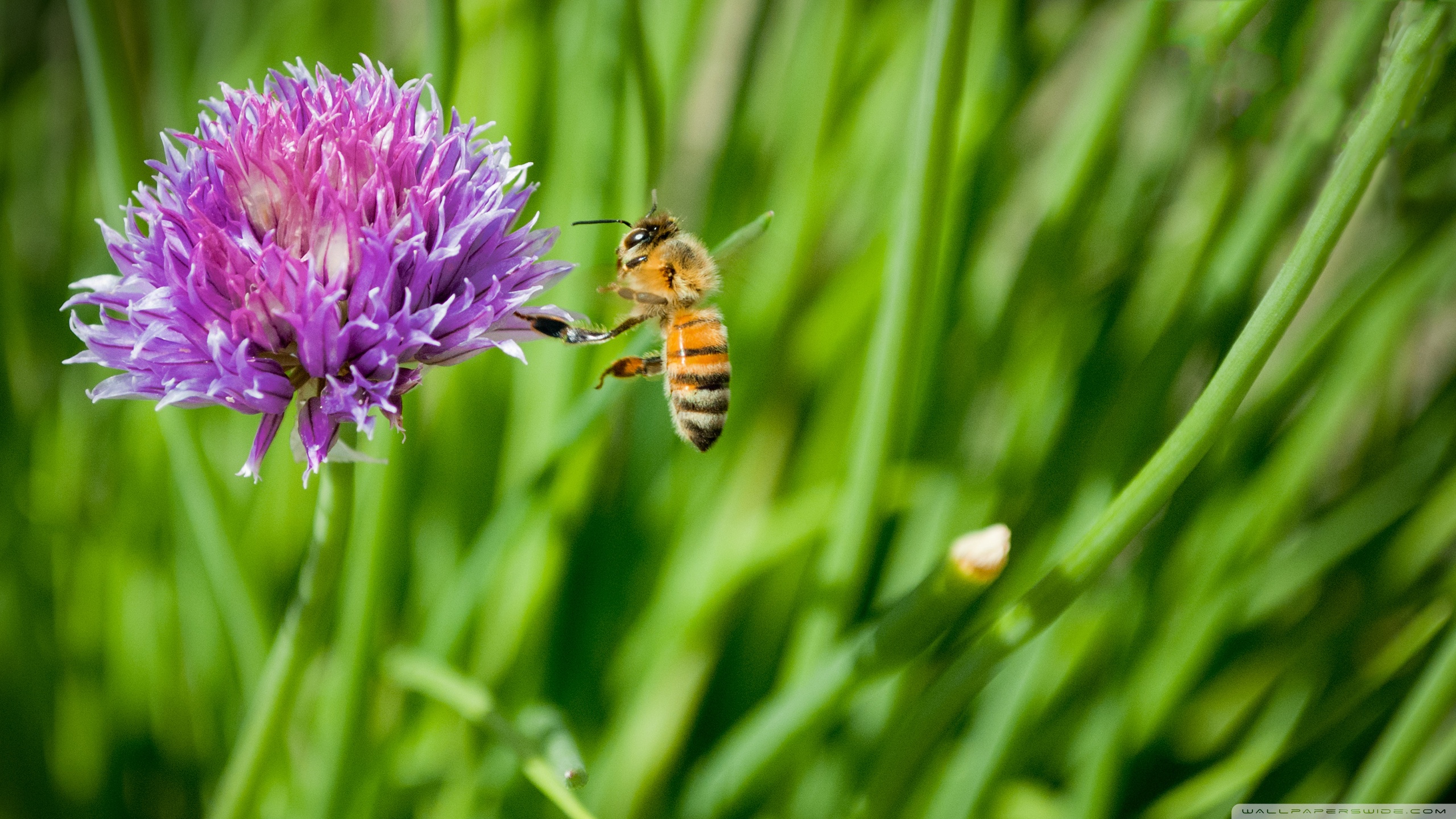 Download A majestic closeup of a honey bee perched on vibrant flowers  Wallpaper  Wallpaperscom