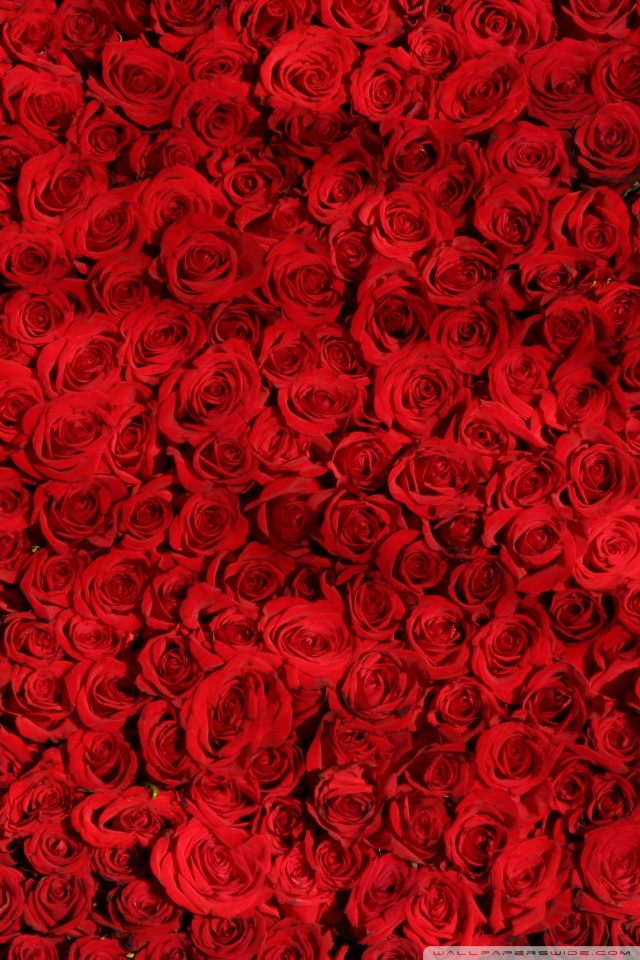 Love Bouquet Flowers Red Roses 4K Wallpaper - Best Wallpapers