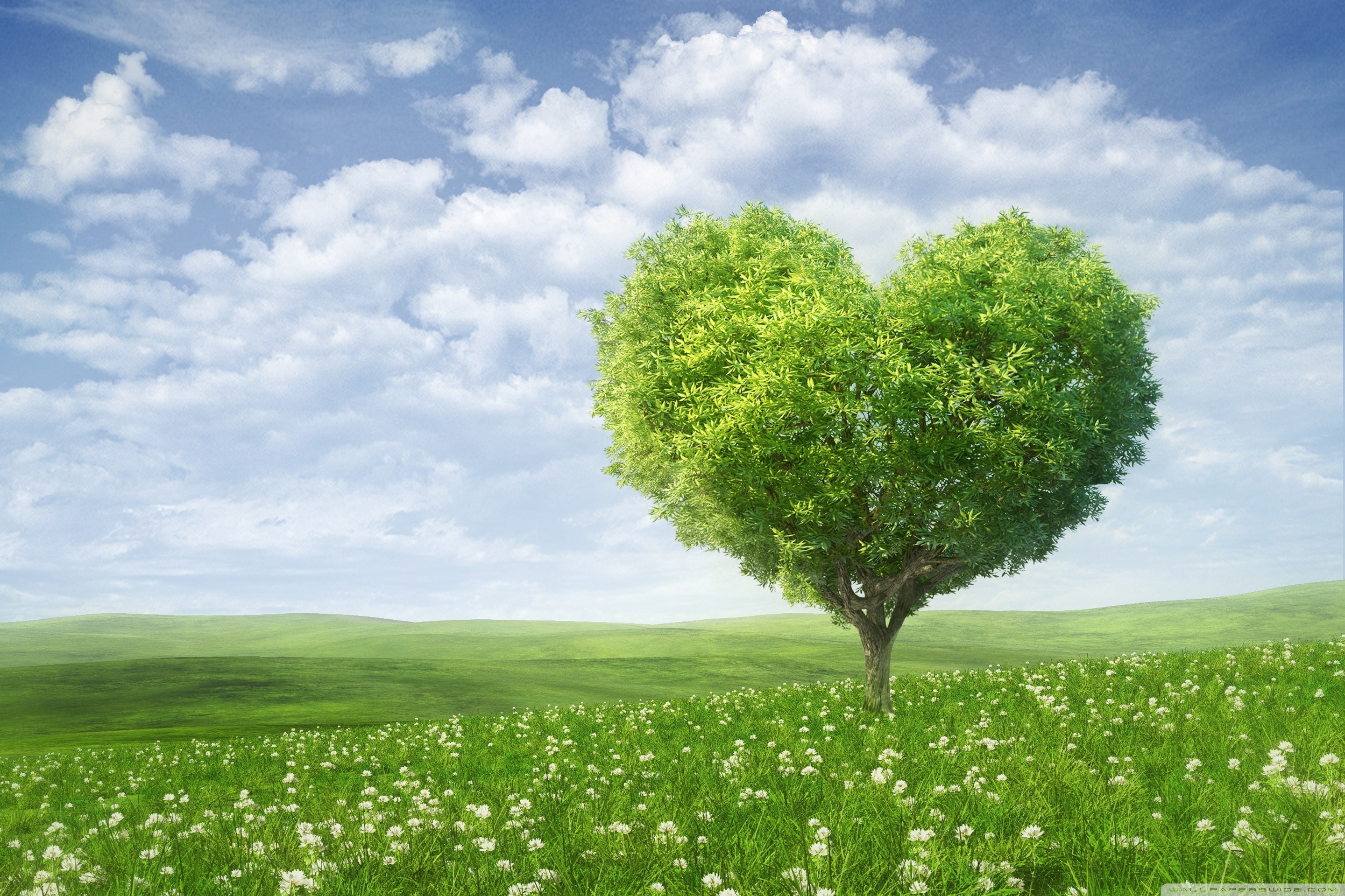 Love Tree Ultra HD Wallpaper for 4K UHD TV & Desktop : Widescreen ...