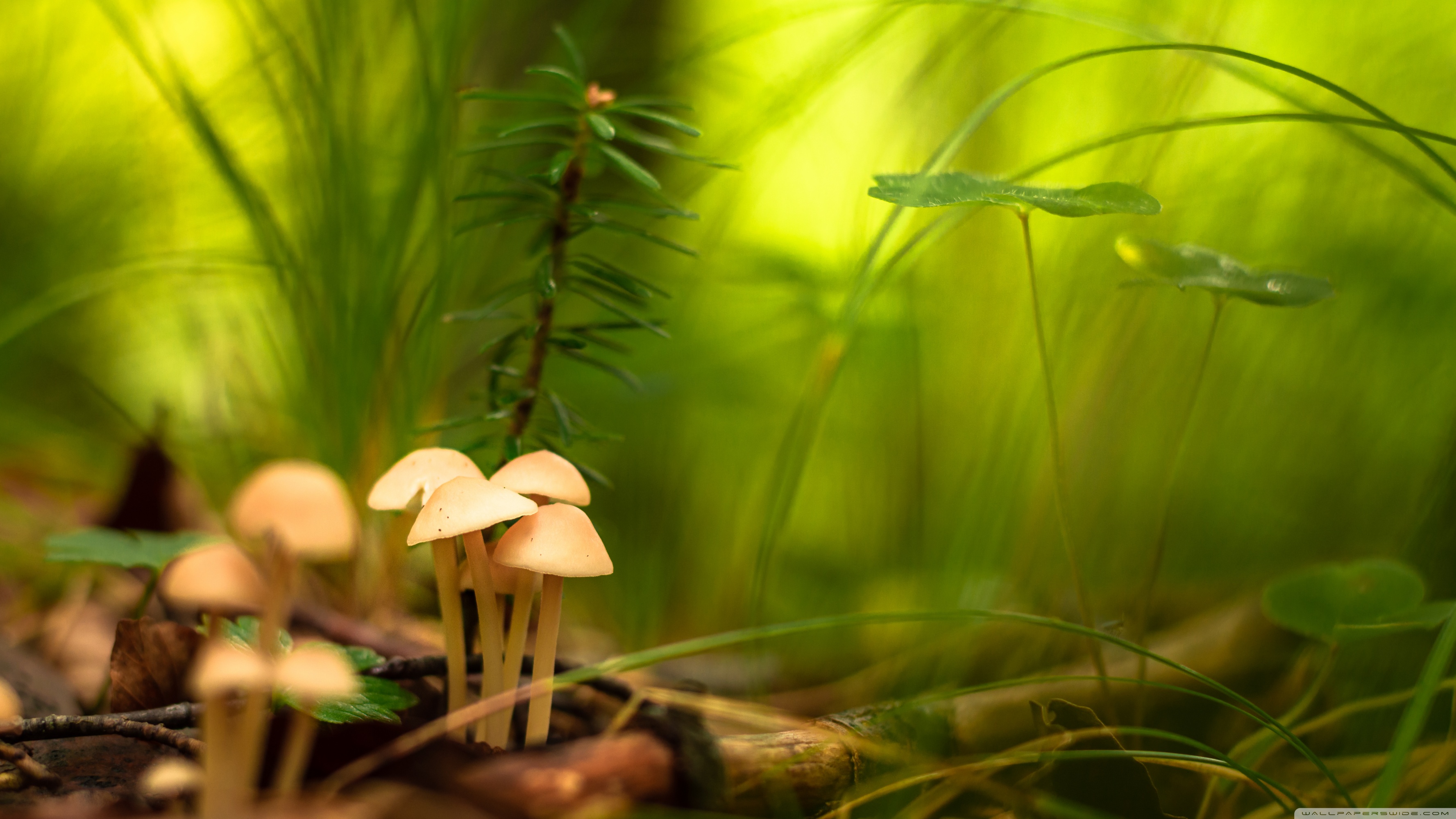 45700 Wild Edible Mushrooms Stock Photos Pictures  RoyaltyFree Images   iStock  Wild mushrooms Honey