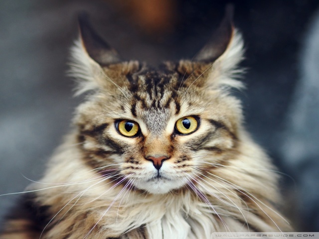 Maine Coon Cat Portrait Ultra HD Desktop Background Wallpaper for 4K ...