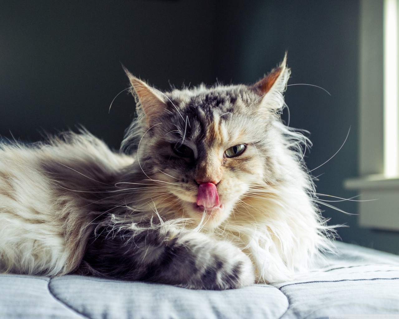 Maine Coon Cat Tongue Out Ultra HD Desktop Background Wallpaper for 4K ...