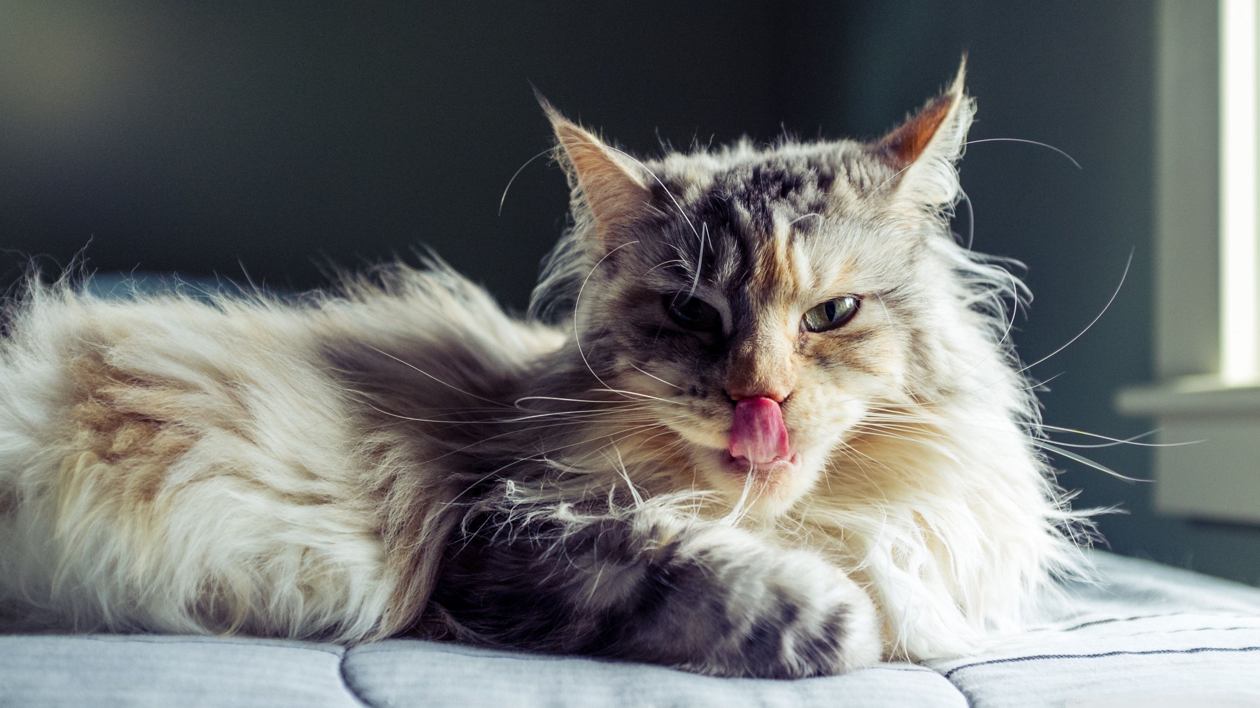 Maine Coon Cat Tongue Out Ultra HD Desktop Background Wallpaper for 4K ...