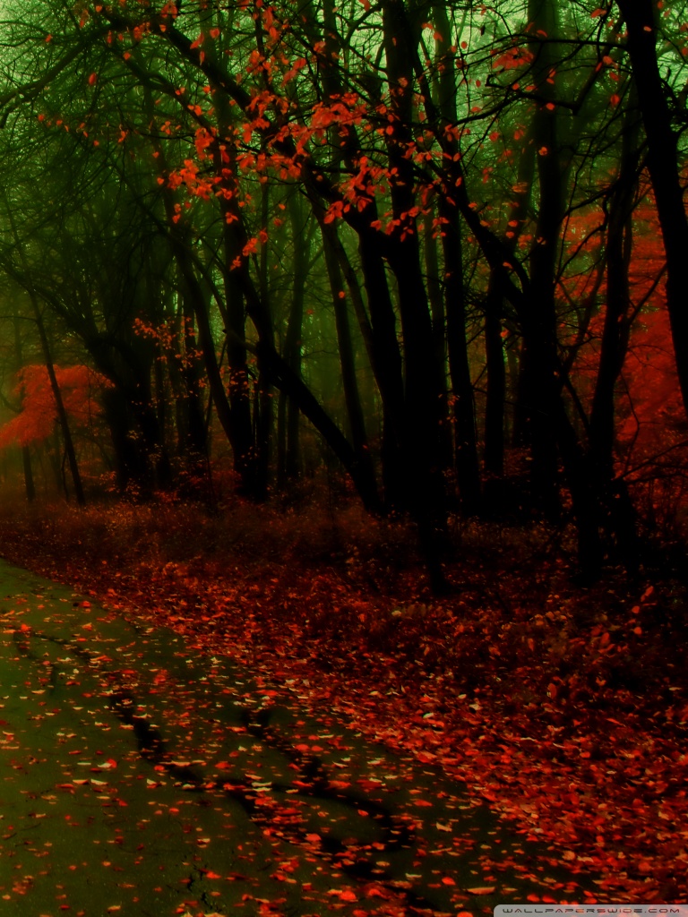 Misty Autumn Ultra HD Desktop Background Wallpaper for : Multi Display ...