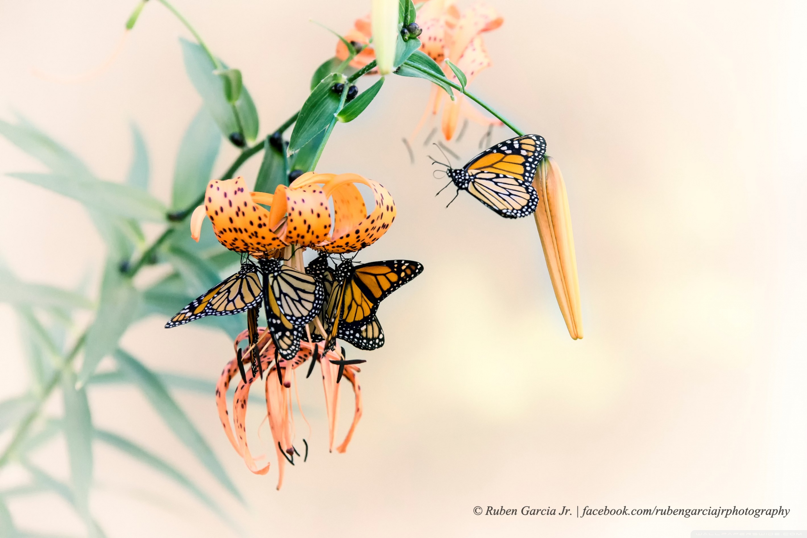 Male And Female Monarch Butterfly Desktop Hd Wallpaper 2560x1600   Wallpapers13com