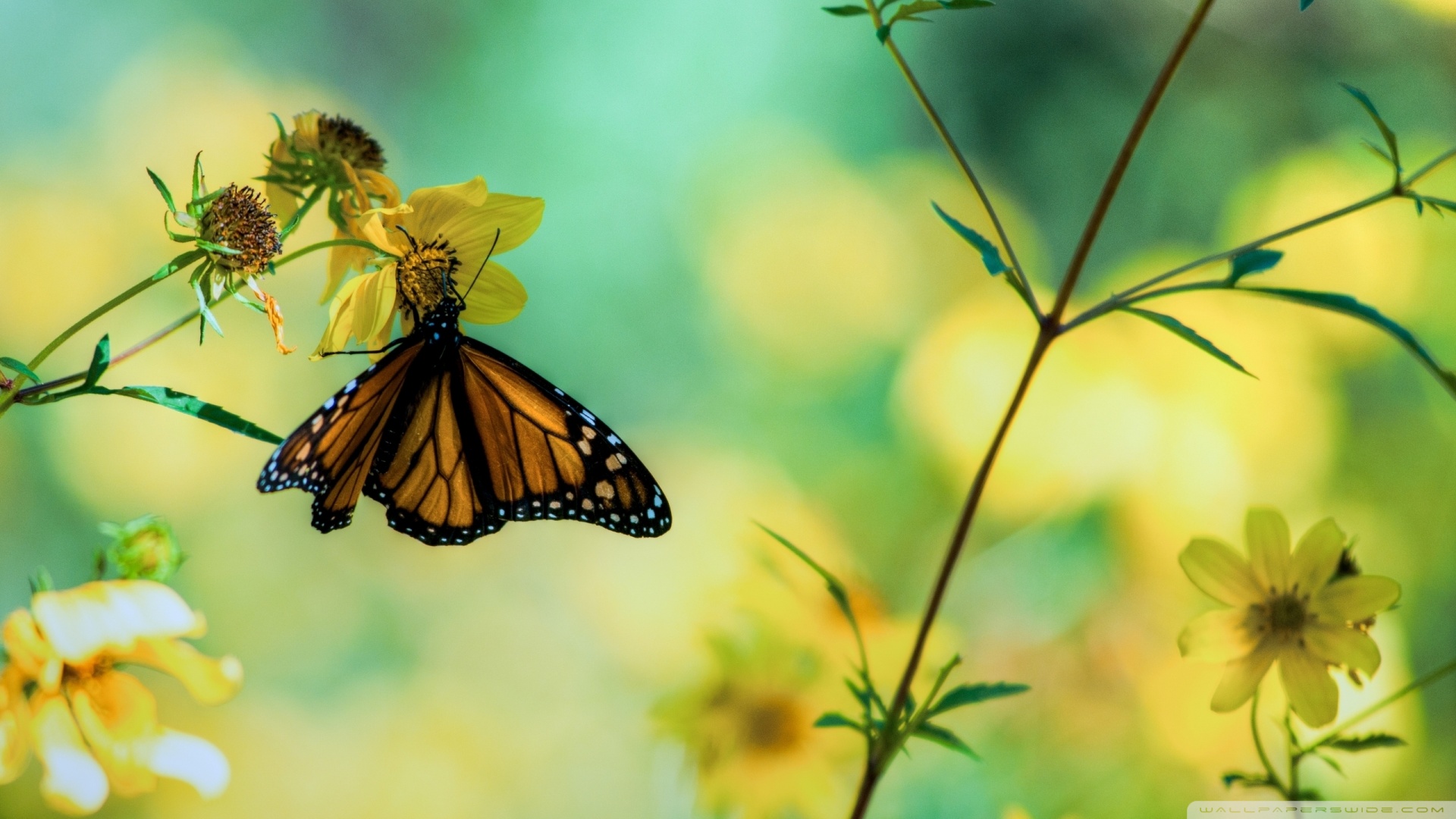Yellow Brown Dots Designed Butterfly On Yellow Flower Green Yellow Blur  Background HD Butterfly Wallpapers  HD Wallpapers  ID 78354