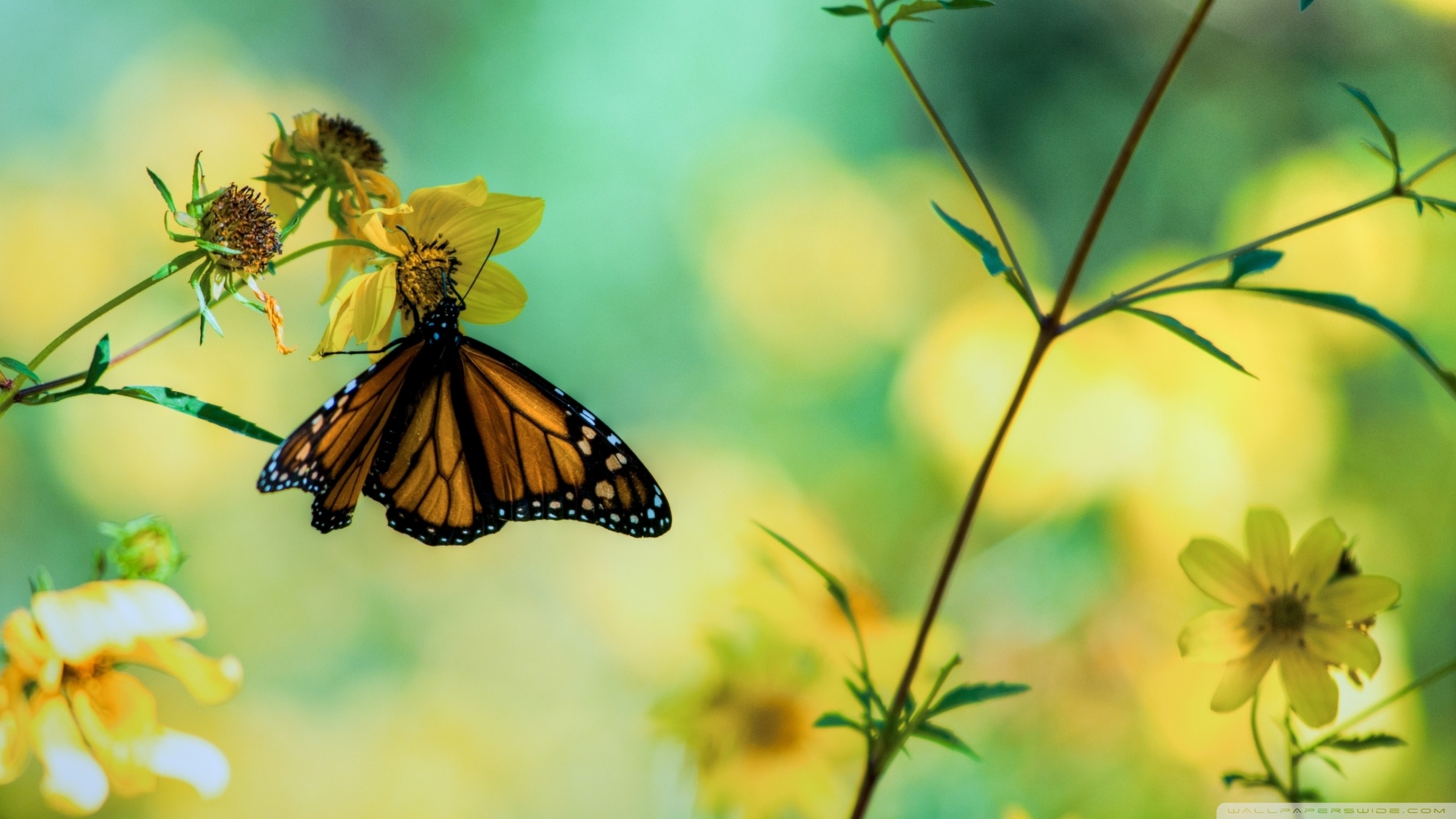 Butterfly Wallpapers Images  Free Download on Freepik