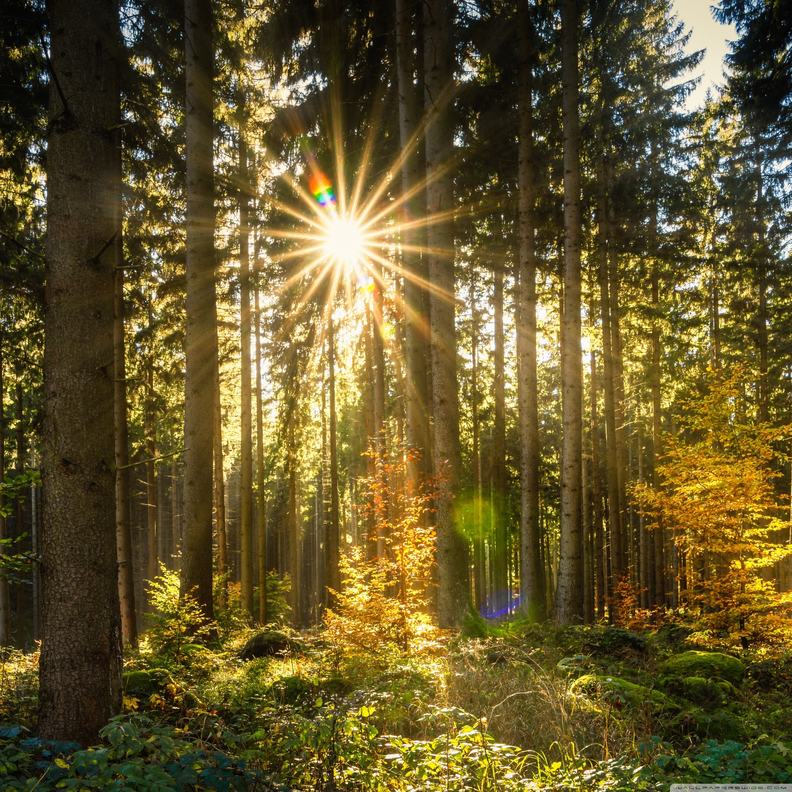 Лучик солнца блеснул из за леса. "Солнце в лесу". Красивый лес. Лучи солнца. Утро в лесу.