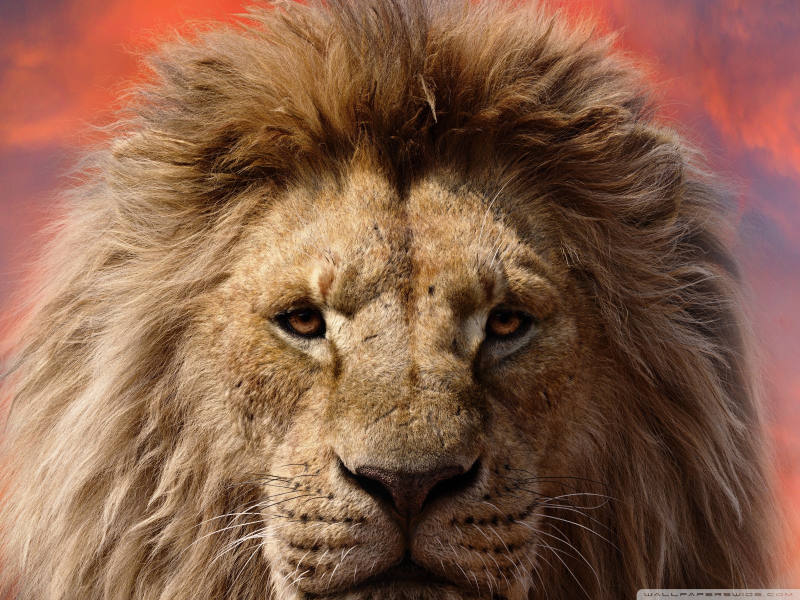 Mufasa The Lion King 2024 Film Ultra HD Desktop Background Wallpaper ...