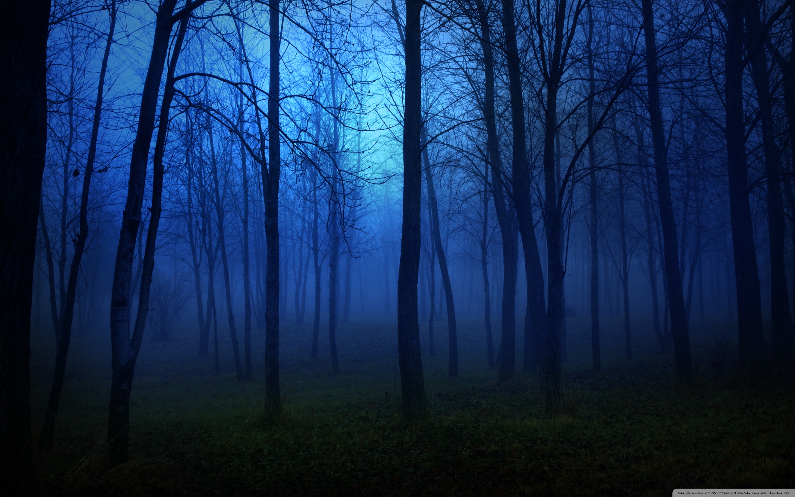 Night In The Forest Ultra HD Desktop Background Wallpaper for : Multi ...