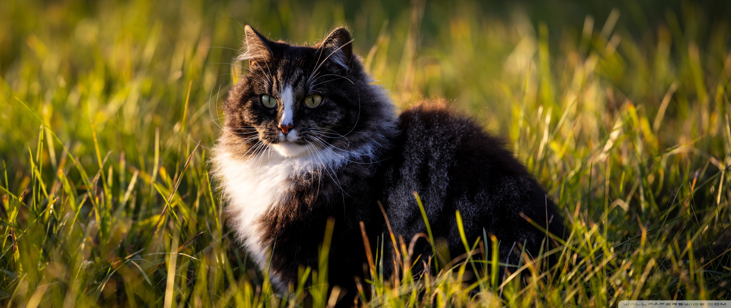 Norwegian Forest Cat Ultra HD Desktop Background Wallpaper for 4K UHD ...