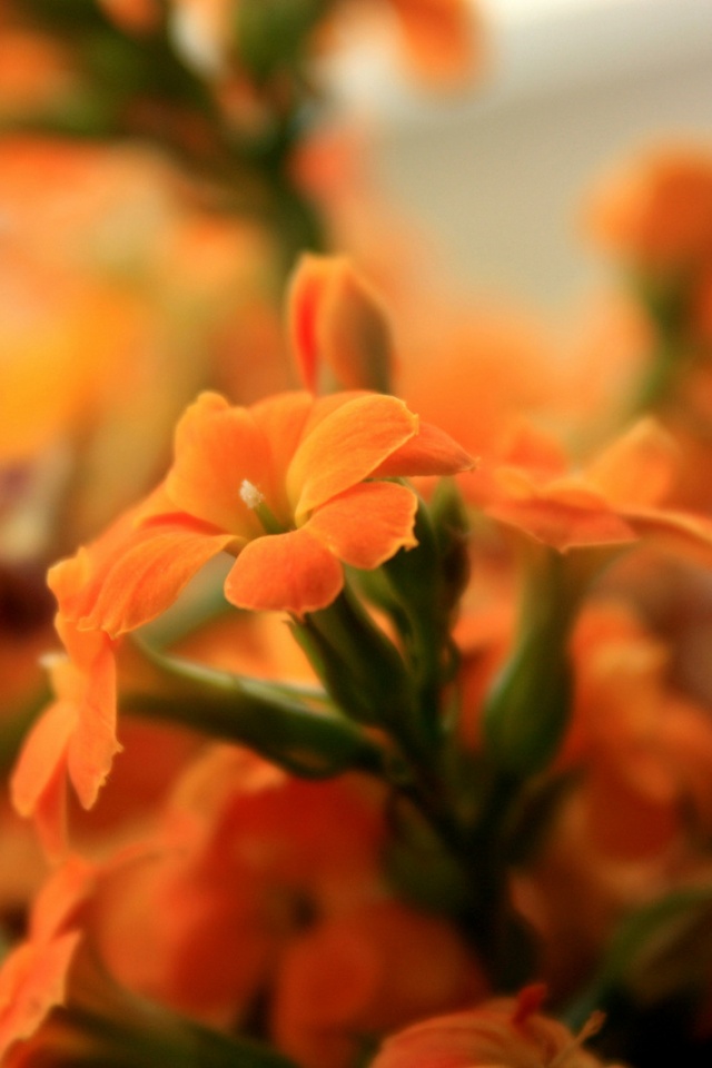 Orange Flower Ultra HD Desktop Background Wallpaper for 4K UHD TV
