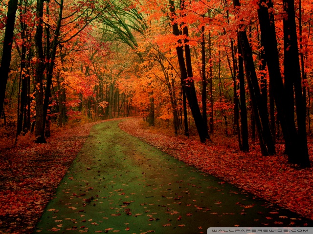 Orange Forest Ultra HD Desktop Background Wallpaper for : Multi Display ...