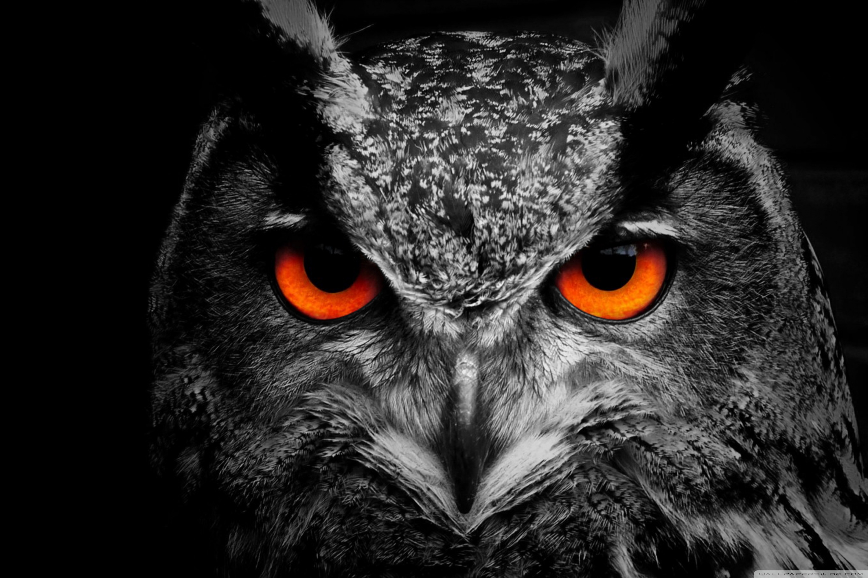 Owl 1080P 2K 4K 5K HD wallpapers free download  Wallpaper Flare