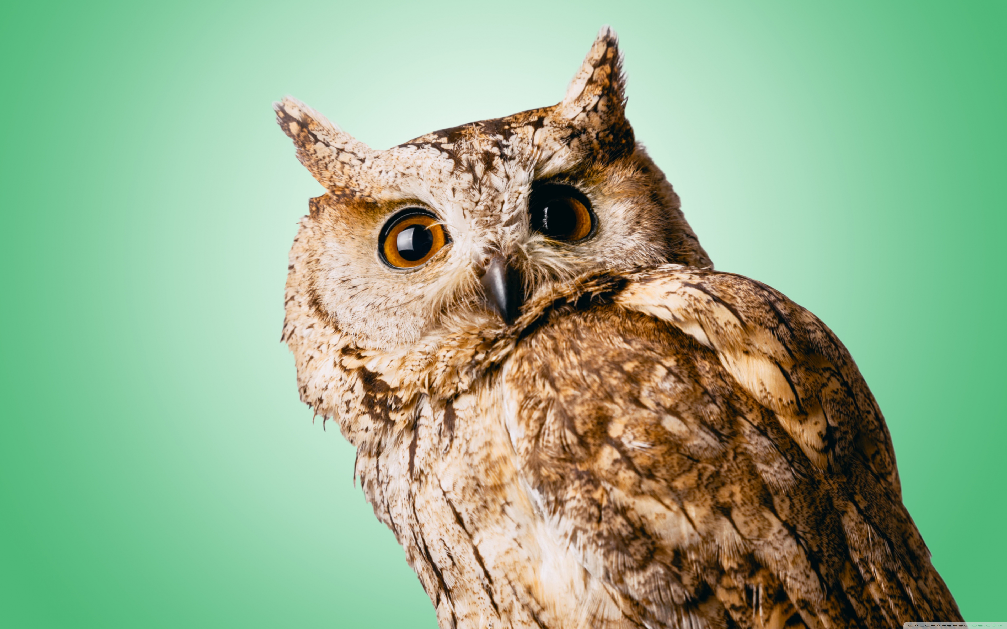 Green owl | Free stock photos - Rgbstock - Free stock images | tinneketin |  January - 22 - 2013 (230)