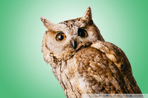 Green owl HD wallpapers | Pxfuel