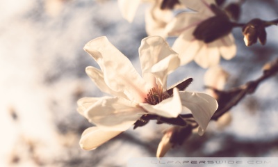 400+] Spring Flowers Wallpapers