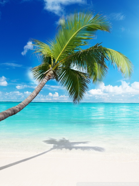 Palm Tree Beach Ultra HD Desktop Background Wallpaper for 4K UHD TV ...