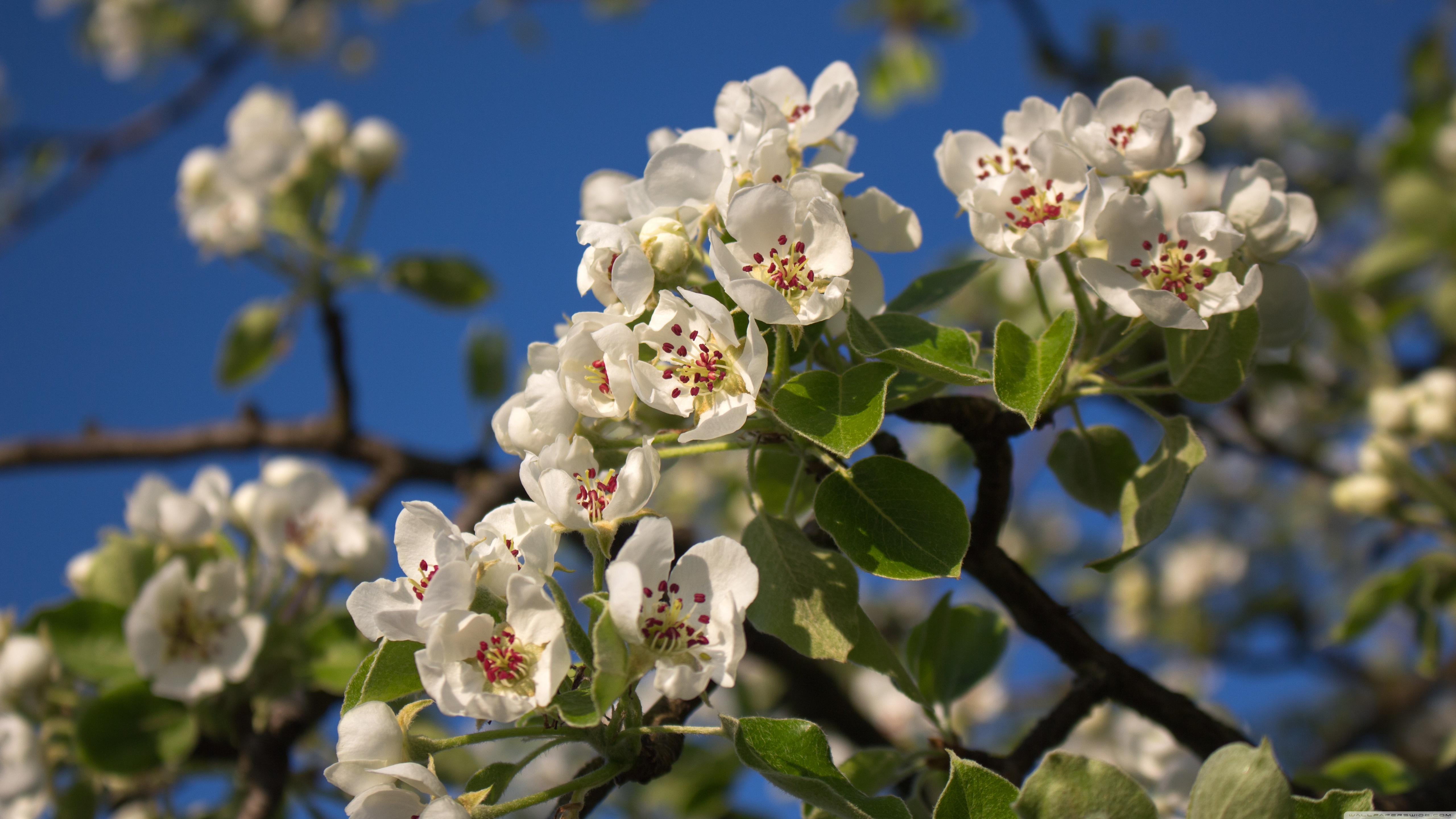 Любовь расцветающая цветами груши 45. Pear Blossom. Цветущие яблони. Яблони в цвету. Яблоня цветёт.