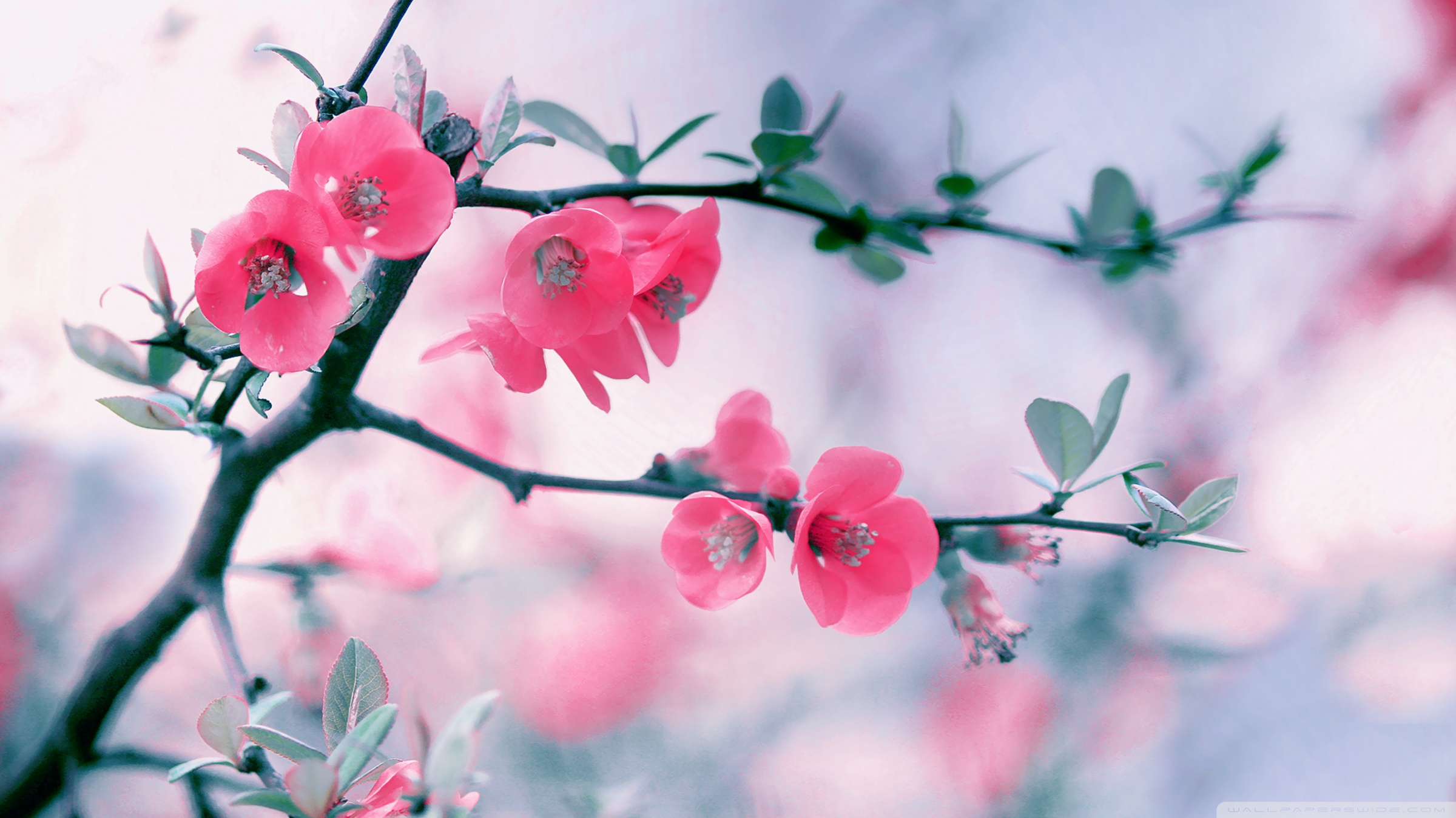 Best Cherry blossoms iPhone cherry blossom iphone HD phone wallpaper   Pxfuel