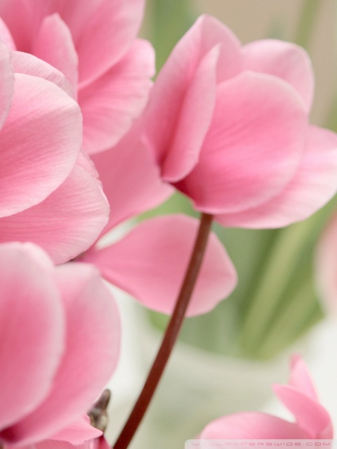 Pink Cyclamen Flowers Ultra HD Desktop Background Wallpaper for 4K UHD ...