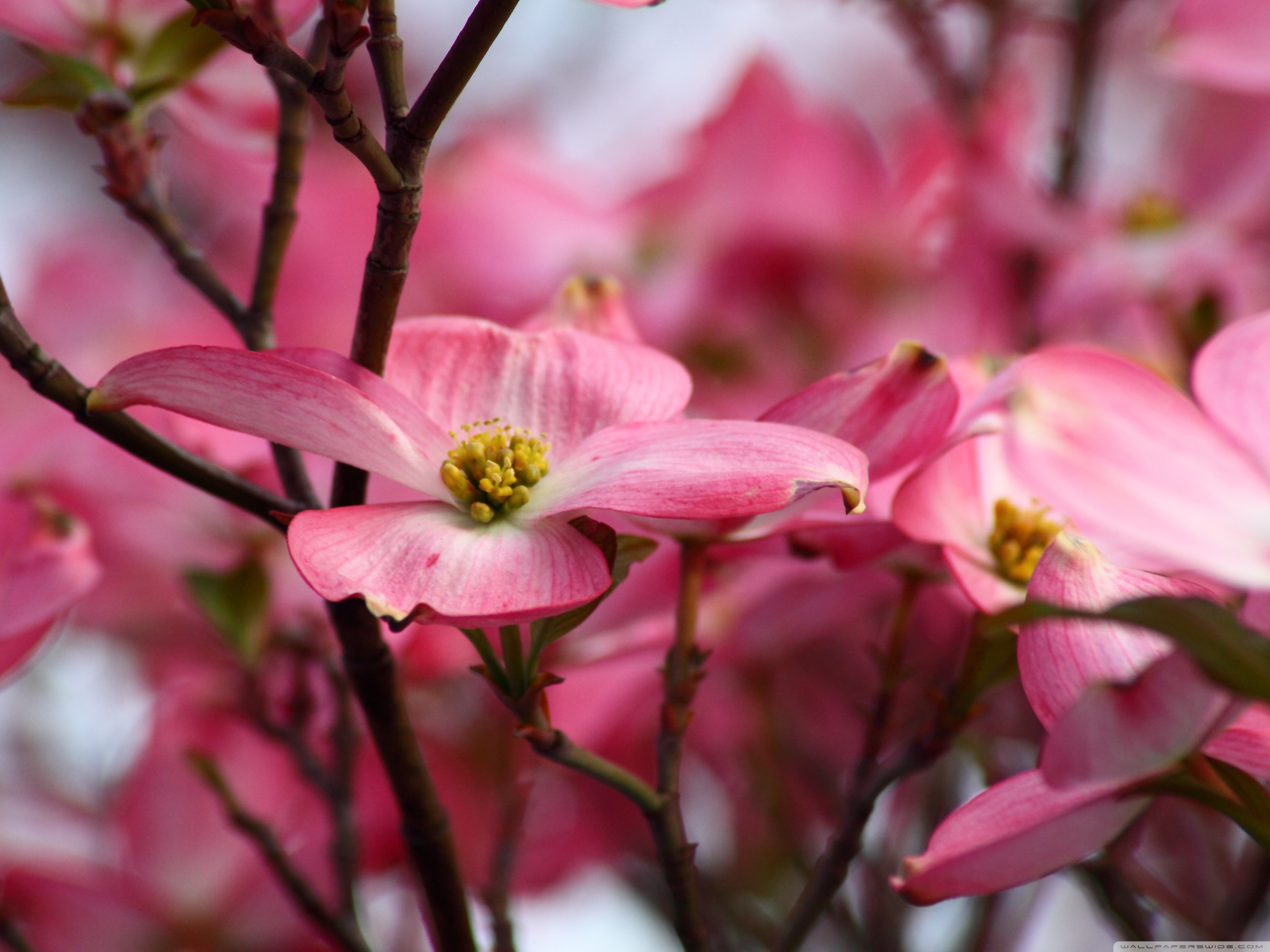 Free Dogwood Photos and Vectors