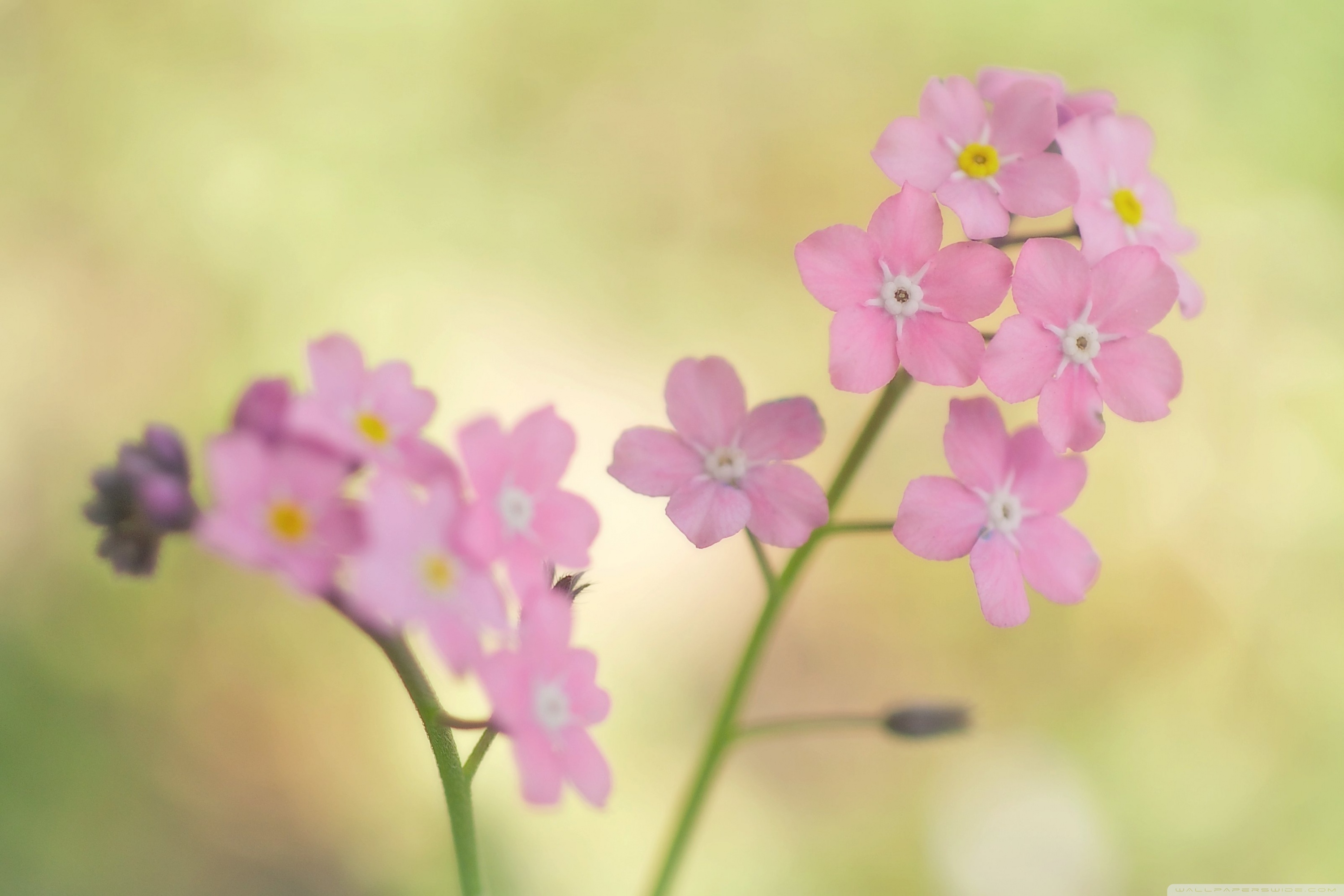 Pink Forget Me Not Flowers Ultra Hd