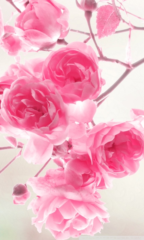 Pink Roses Flowers Ultra Hd Desktop Background Wallpaper For 4k Uhd Tv Tablet Smartphone - Rose Flower Phone Wallpaper Hd
