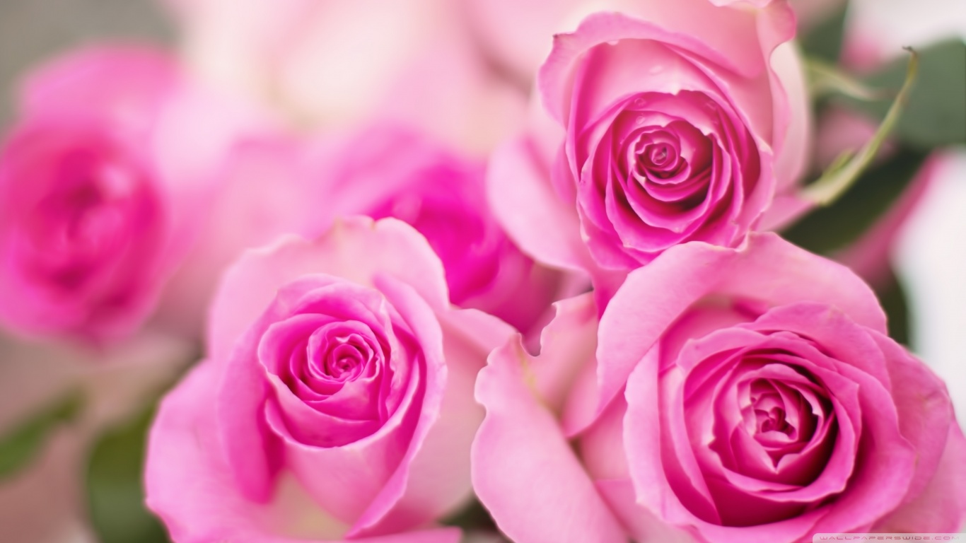 Pink Roses Flowers Ultra HD Desktop Background Wallpaper for 4K UHD TV ...