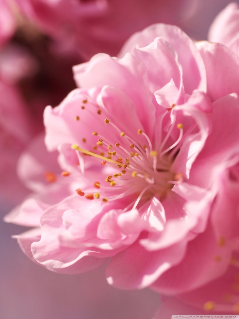 Prunus Flowers Macro Ultra HD Desktop Background Wallpaper for 4K UHD ...