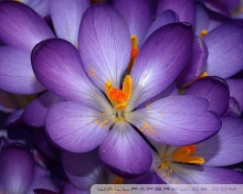 Purple Flowers Ultra HD Desktop Background Wallpaper for 4K UHD TV ...