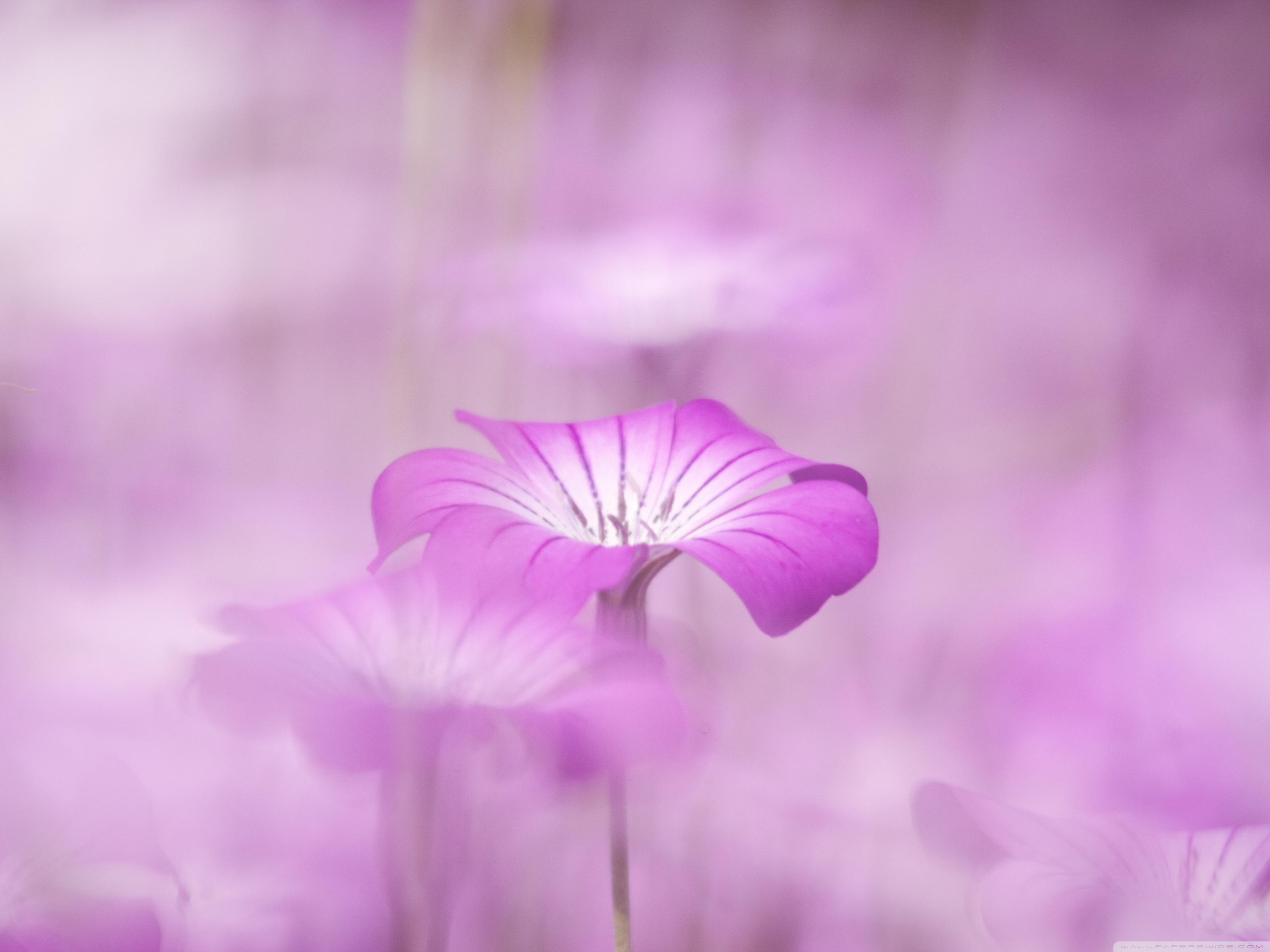https://wallpaperswide.com/download/purple_flowers_tumblr-wallpaper-3200x2400.jpg