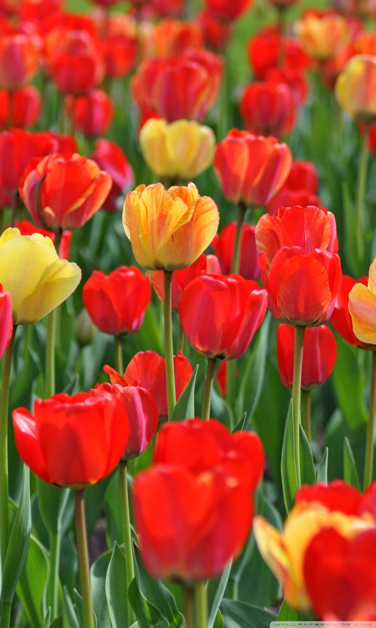 Red and Yellow Tulips Ultra HD Desktop Background Wallpaper for ...