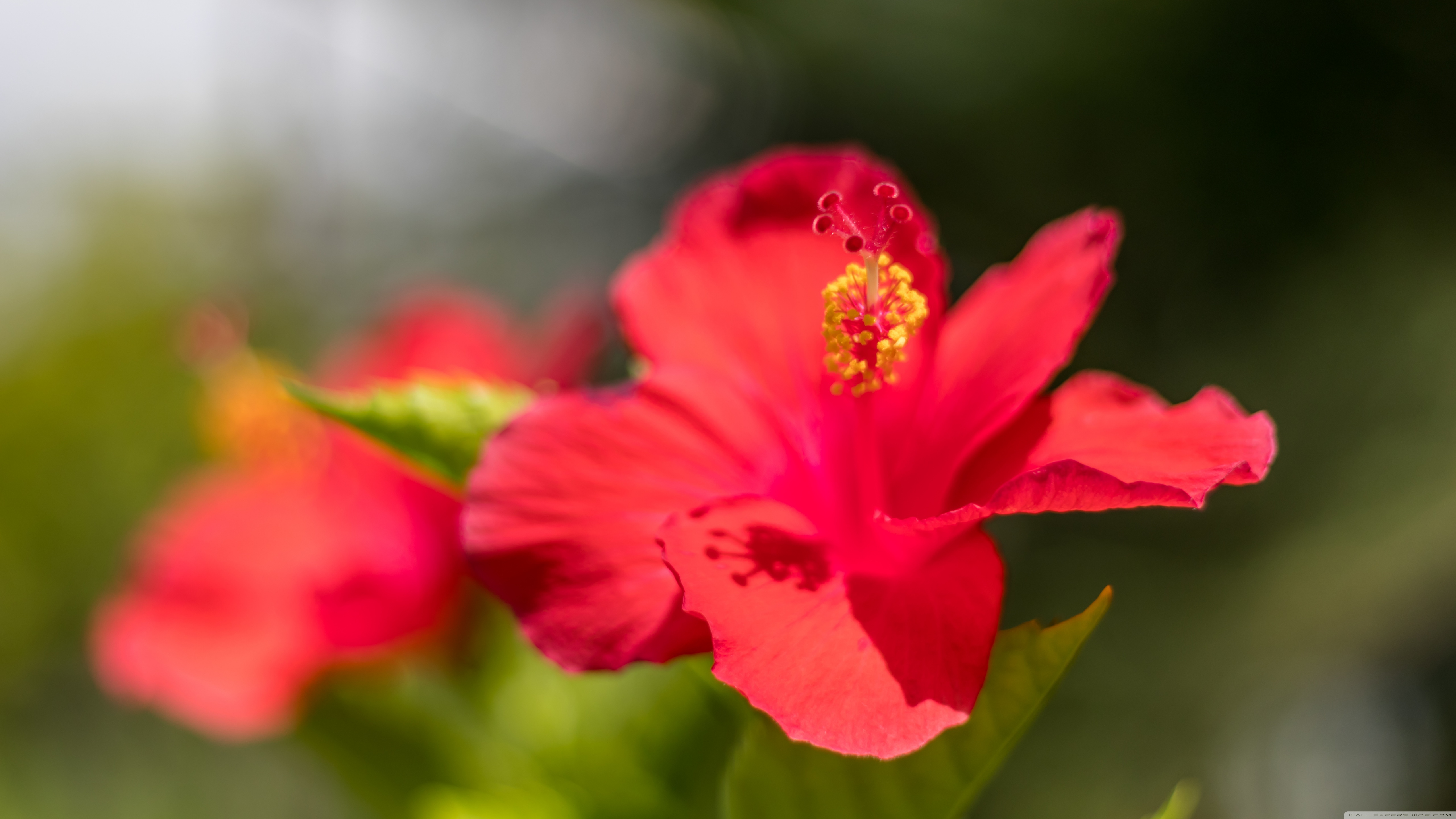 Red Hibiscus Flower Ultra HD Desktop Background Wallpaper for 4K UHD TV ...