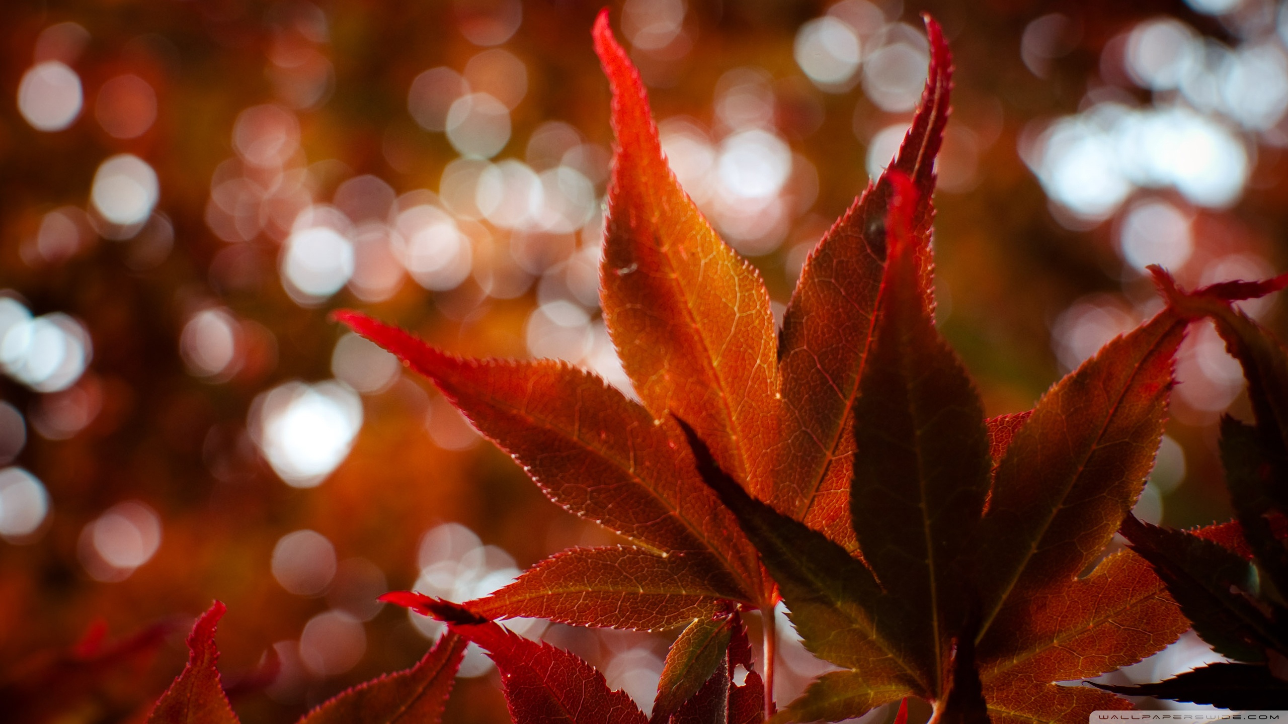 Red Japanese Maple Leaves Ultra HD Desktop Background Wallpaper for 4K ...