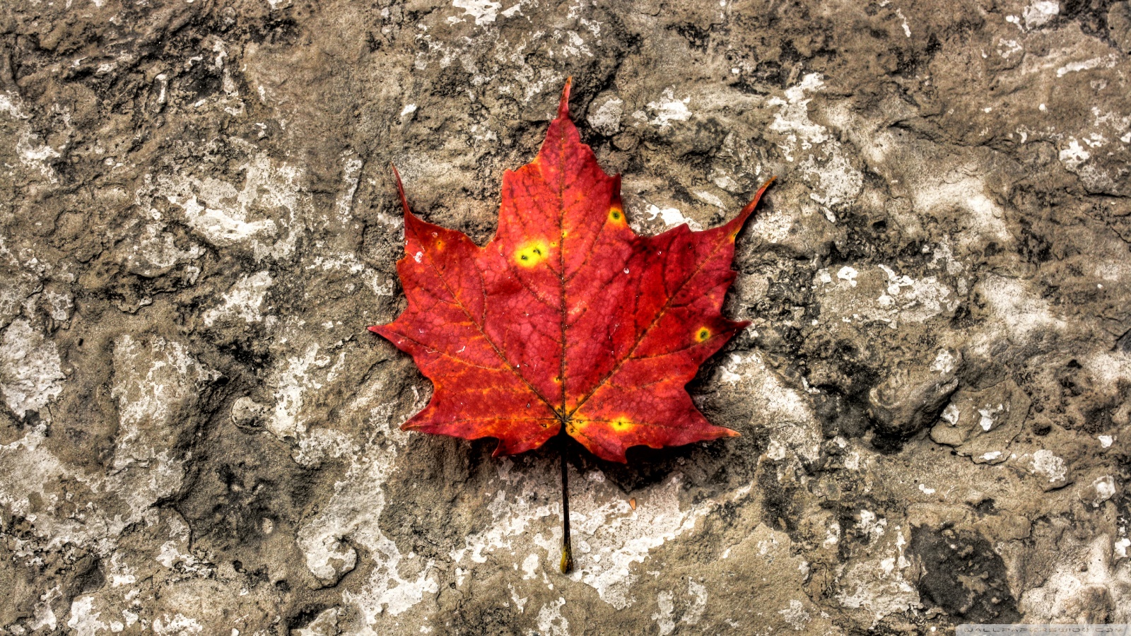 4,000+ Free Maple Leaves & Autumn Images - Pixabay