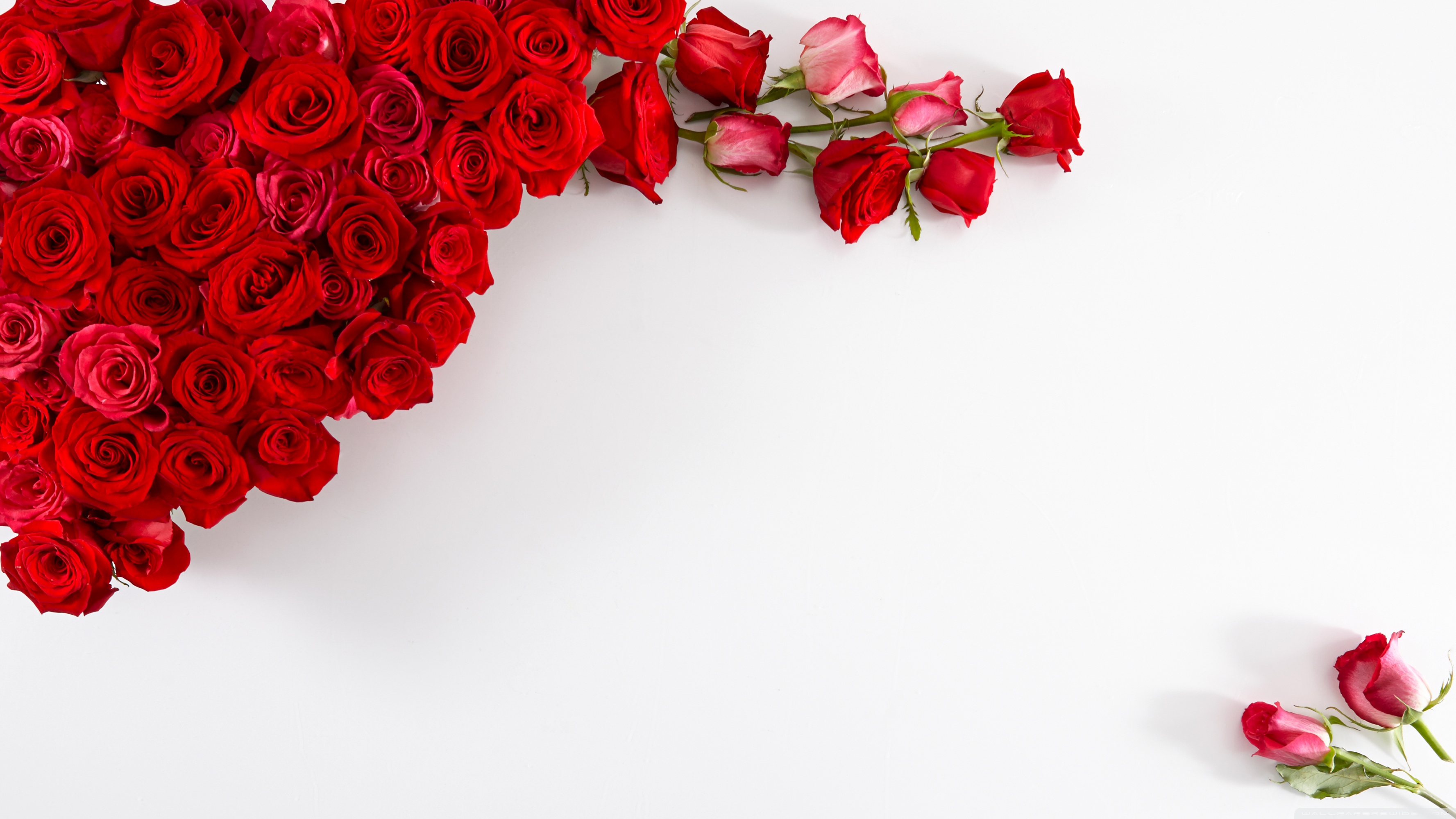 Red Roses on White Background Ultra HD Desktop Background Wallpaper for :  Widescreen & UltraWide Desktop & Laptop : Multi Display, Dual Monitor :  Tablet : Smartphone