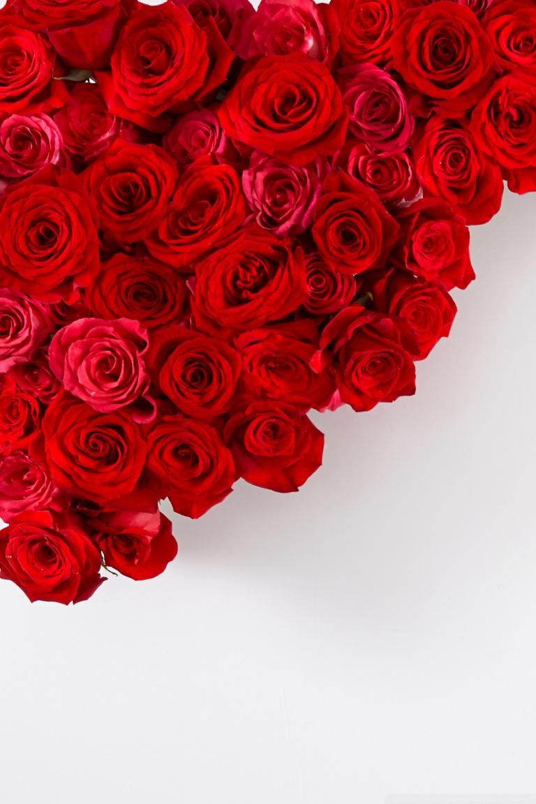 Red Roses on White Background Ultra HD Desktop Background Wallpaper for :  Widescreen & UltraWide Desktop & Laptop : Multi Display, Dual Monitor :  Tablet : Smartphone