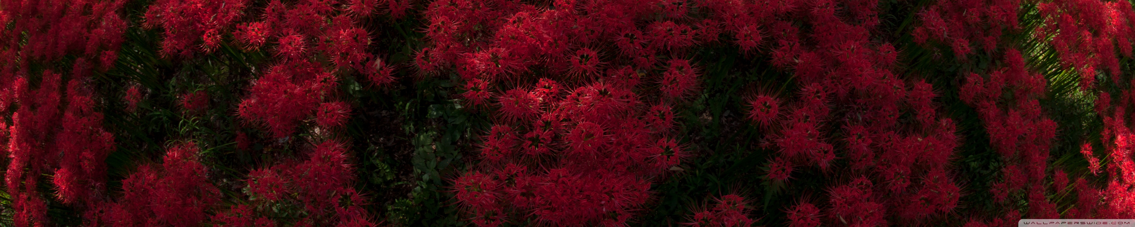 Red Spider Lilies Blooming By Trees Ultra HD Desktop Background ...
