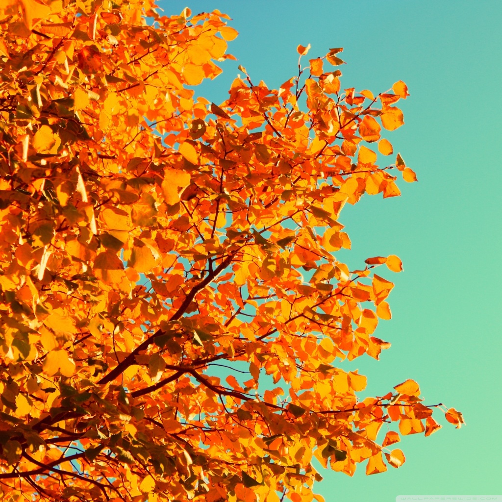 Retro Autumn Ultra HD Desktop Background Wallpaper for 4K UHD TV ...