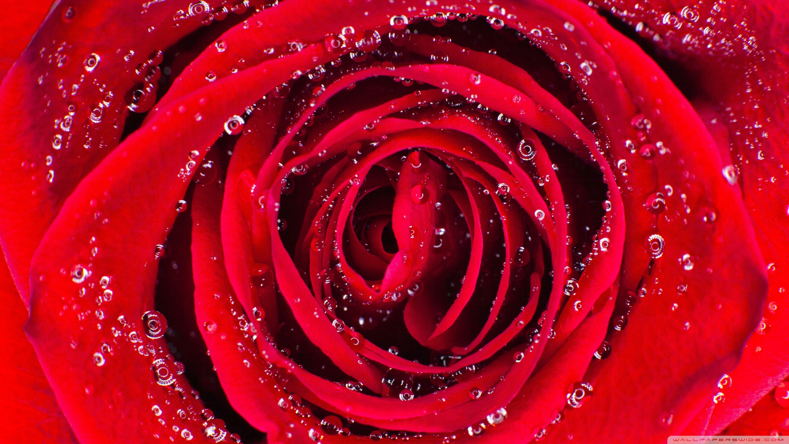 Grunge Rose Aesthetic Desktop Wallpapers - Top Những Hình Ảnh Đẹp