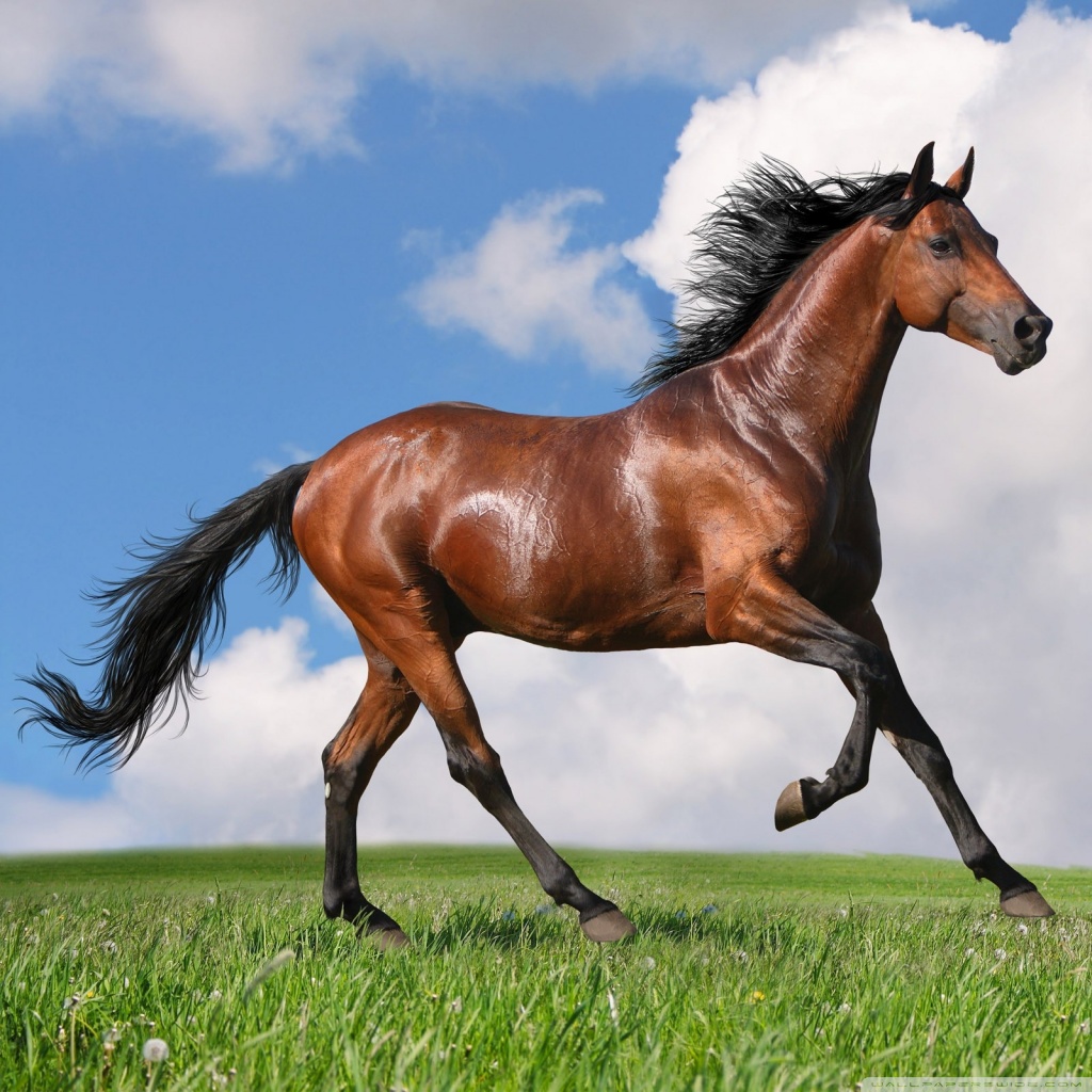 500 Running Horse Pictures HD  Download Free Images on Unsplash
