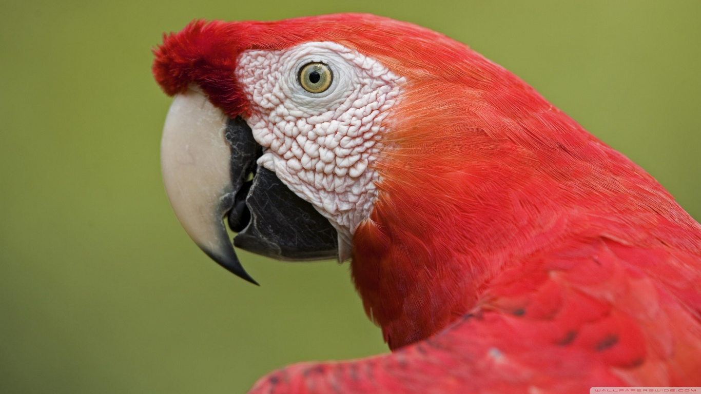 Scarlet Macaw Portrait Amazon Ecosystem Peru Ultra HD Desktop ...