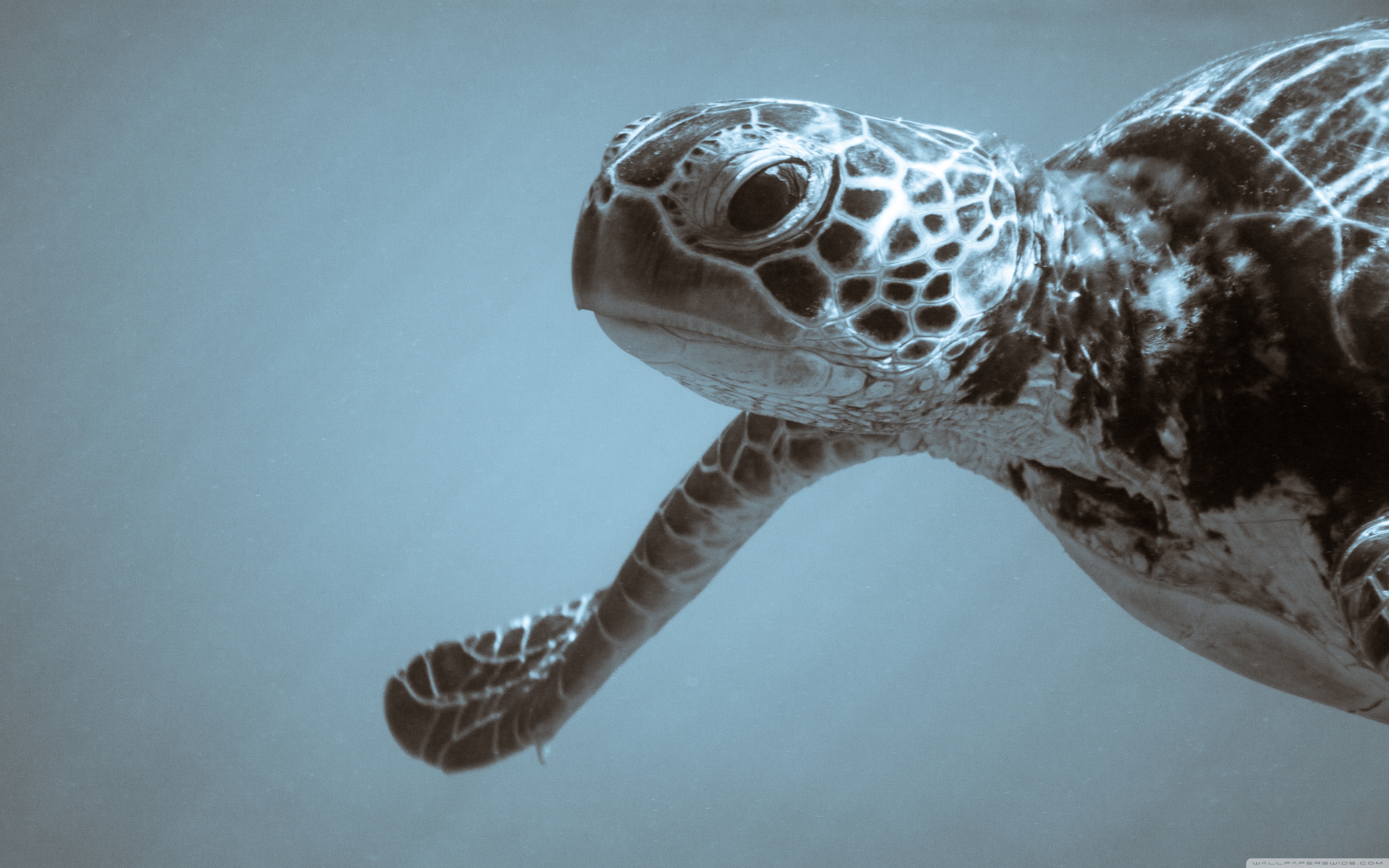 Sea Turtle, HD phone wallpaper | Peakpx