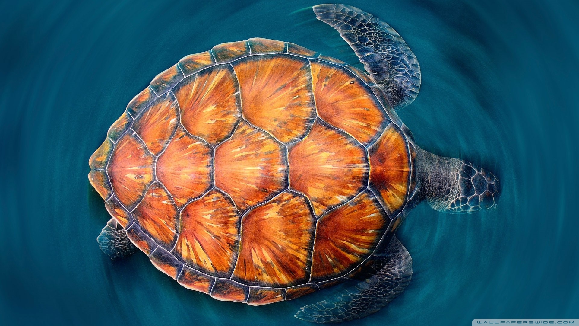 Turtle 4K Live Wallpaper APK for Android Download