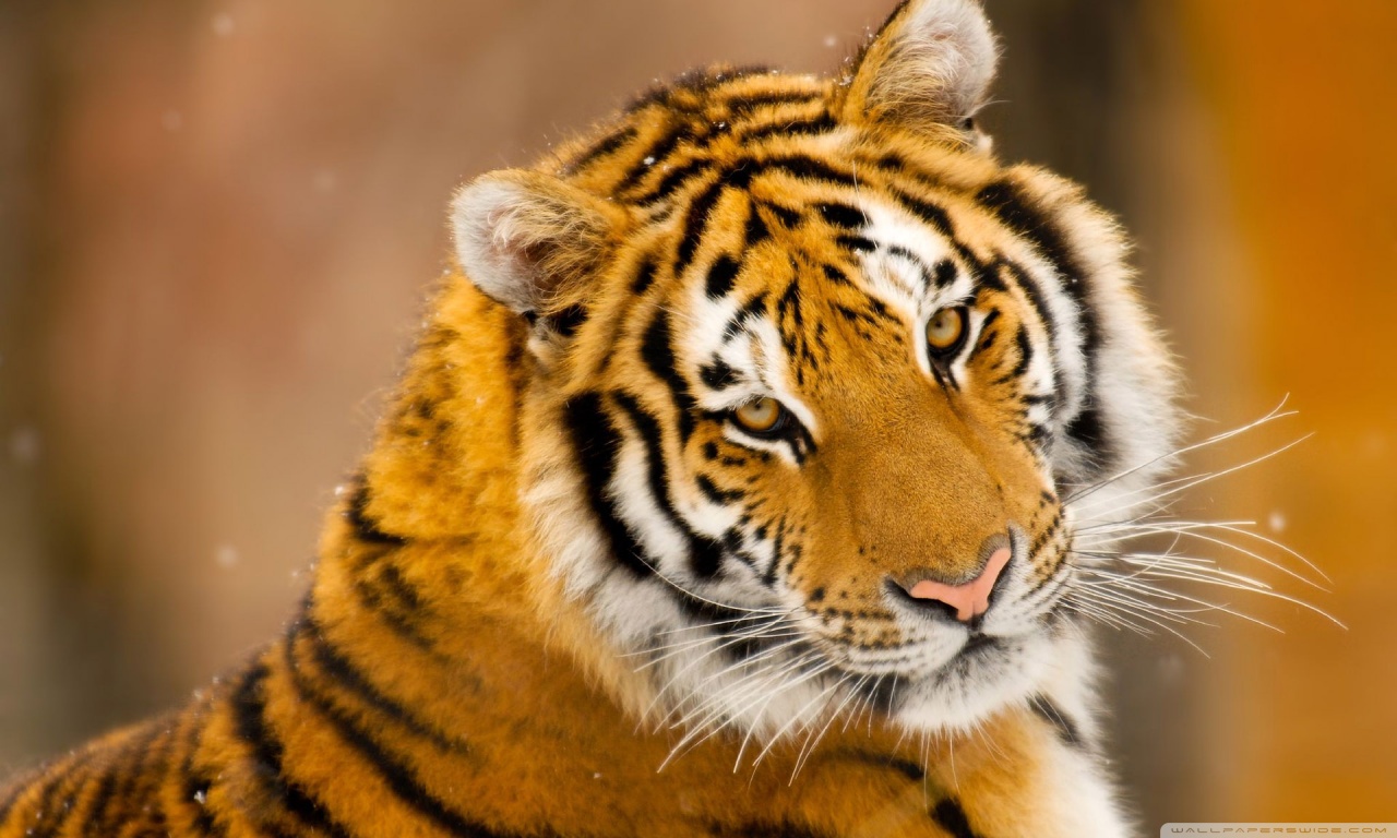 Hd Tiger Background Images HD Pictures and Wallpaper For Free Download   Pngtree