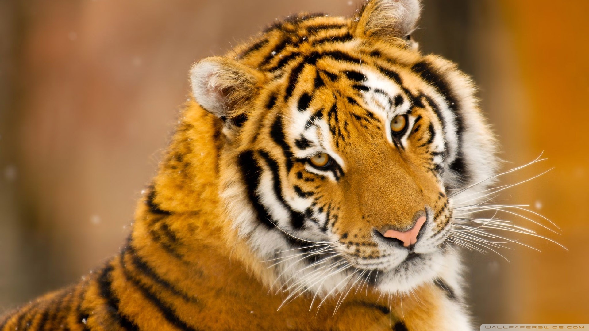 Tiger Widescreen HD Wallpapers | HD Wallpapers | ID #8754