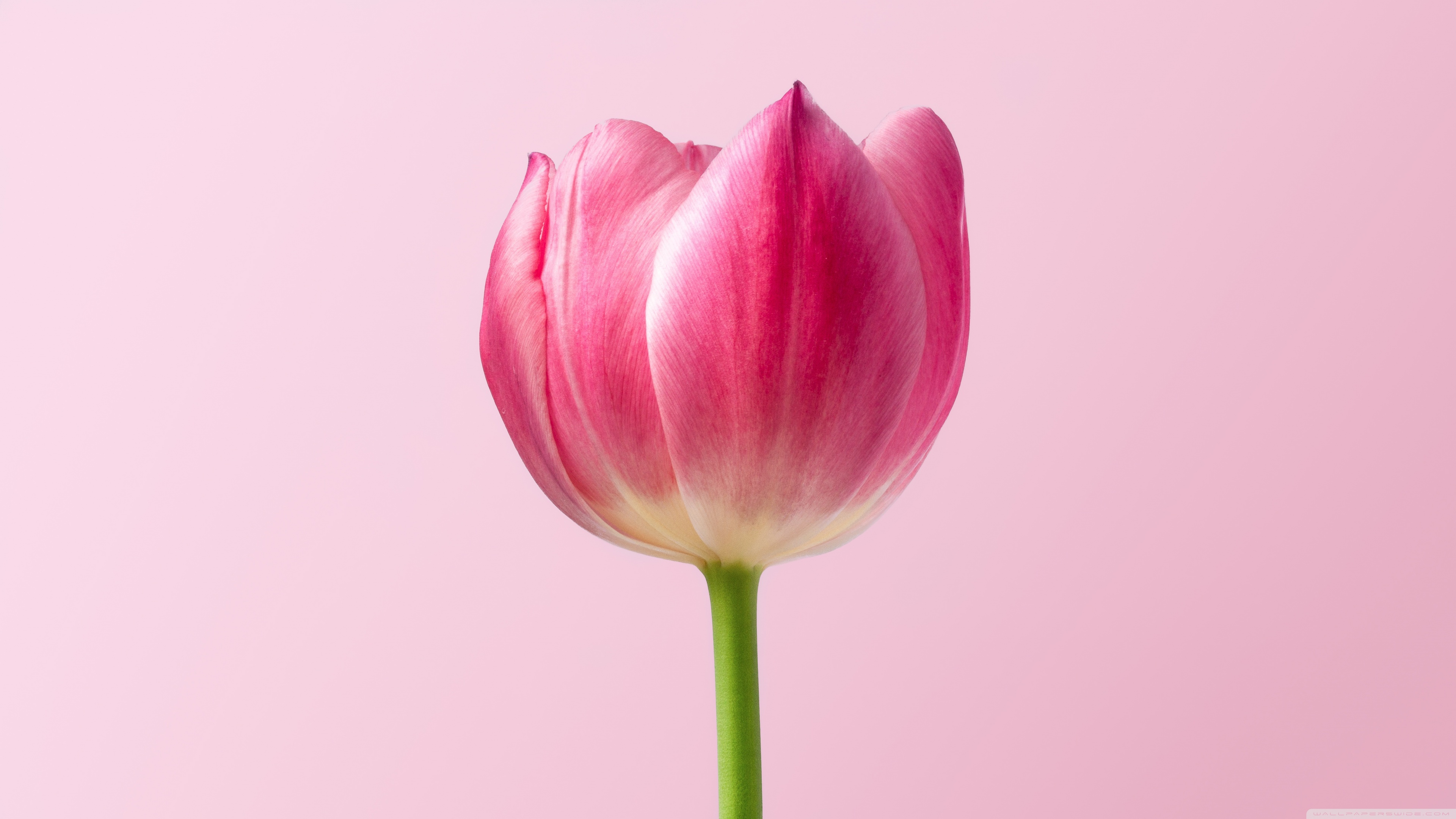 Single Pink Tulip Spring Flower, Pink Background Ultra HD Desktop Background  Wallpaper for 4K UHD TV : Widescreen & UltraWide Desktop & Laptop : Multi  Display, Dual Monitor : Tablet : Smartphone